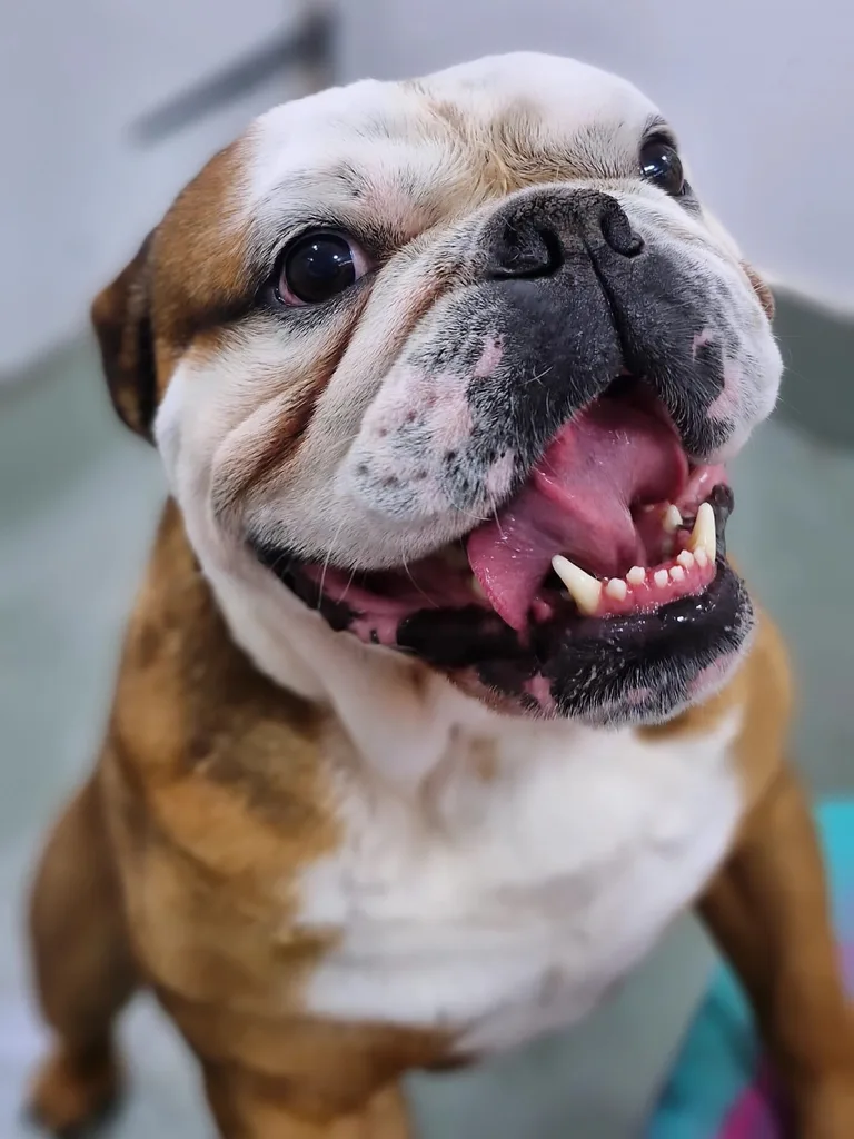 Groomed bulldog