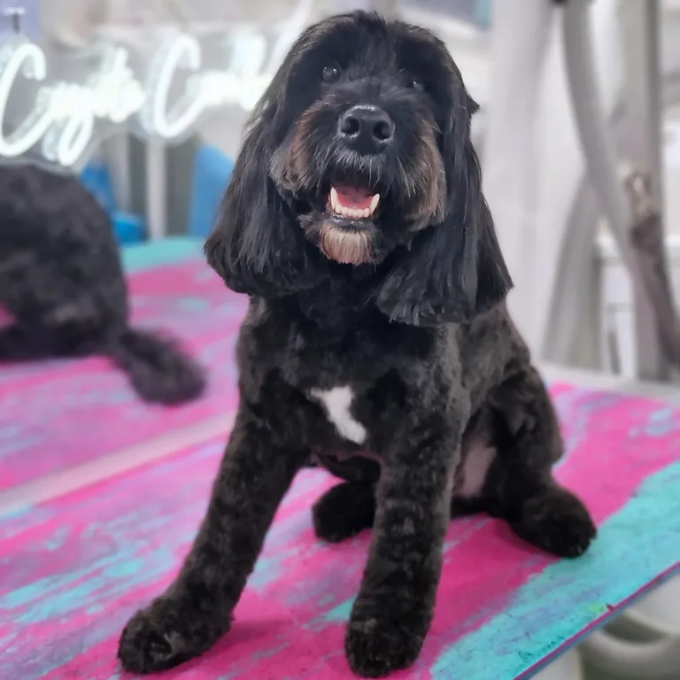 Groomed black cockapoo