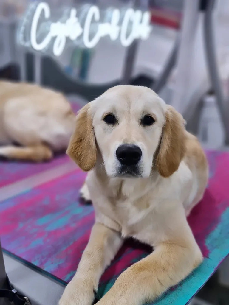 Groomed golden retriever