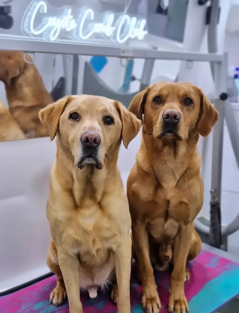 A pair of groomed labradors