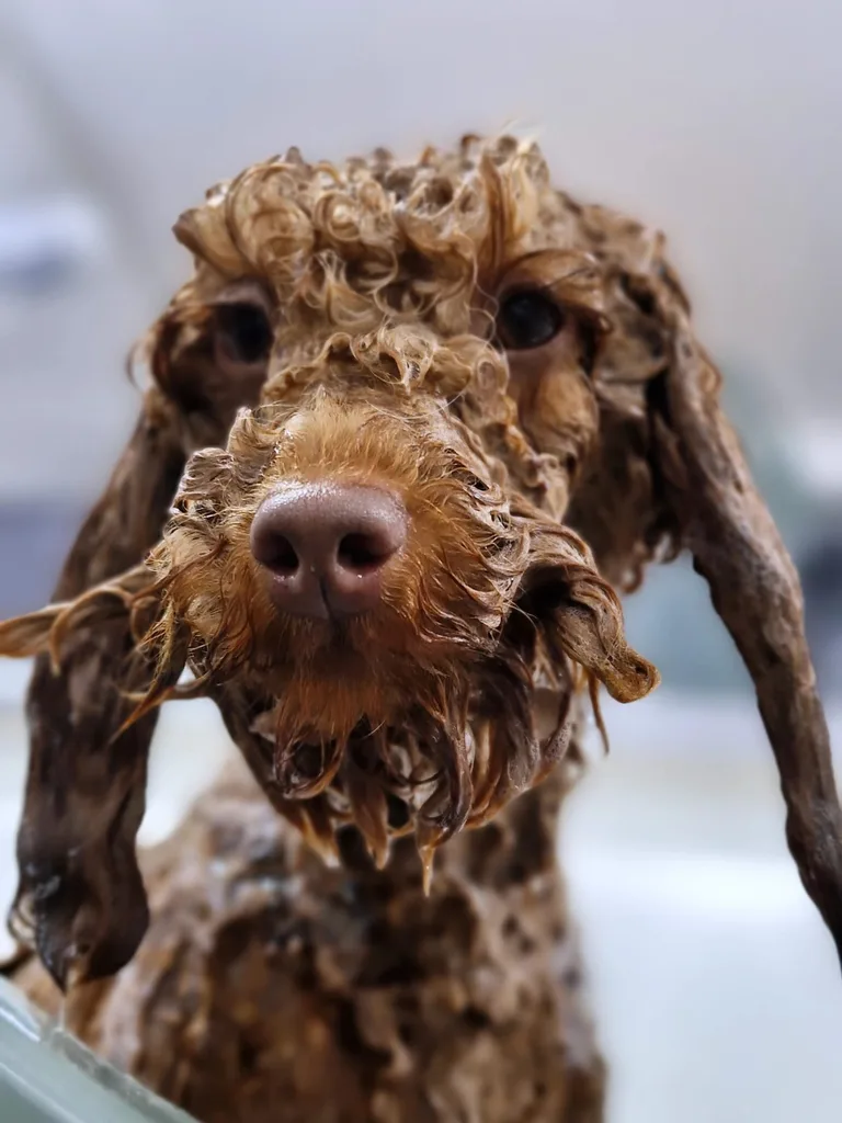Poodle enjoying a hydro bath