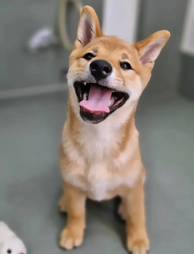 Shiba inu puppy after grooming
