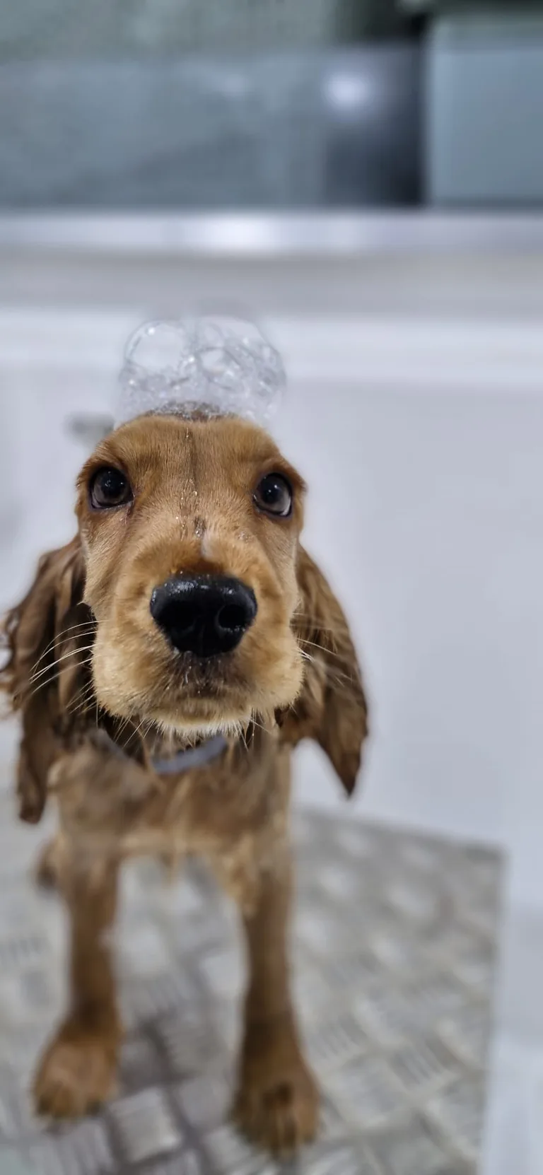 Spaniel covered in bubbles in the hydro bath