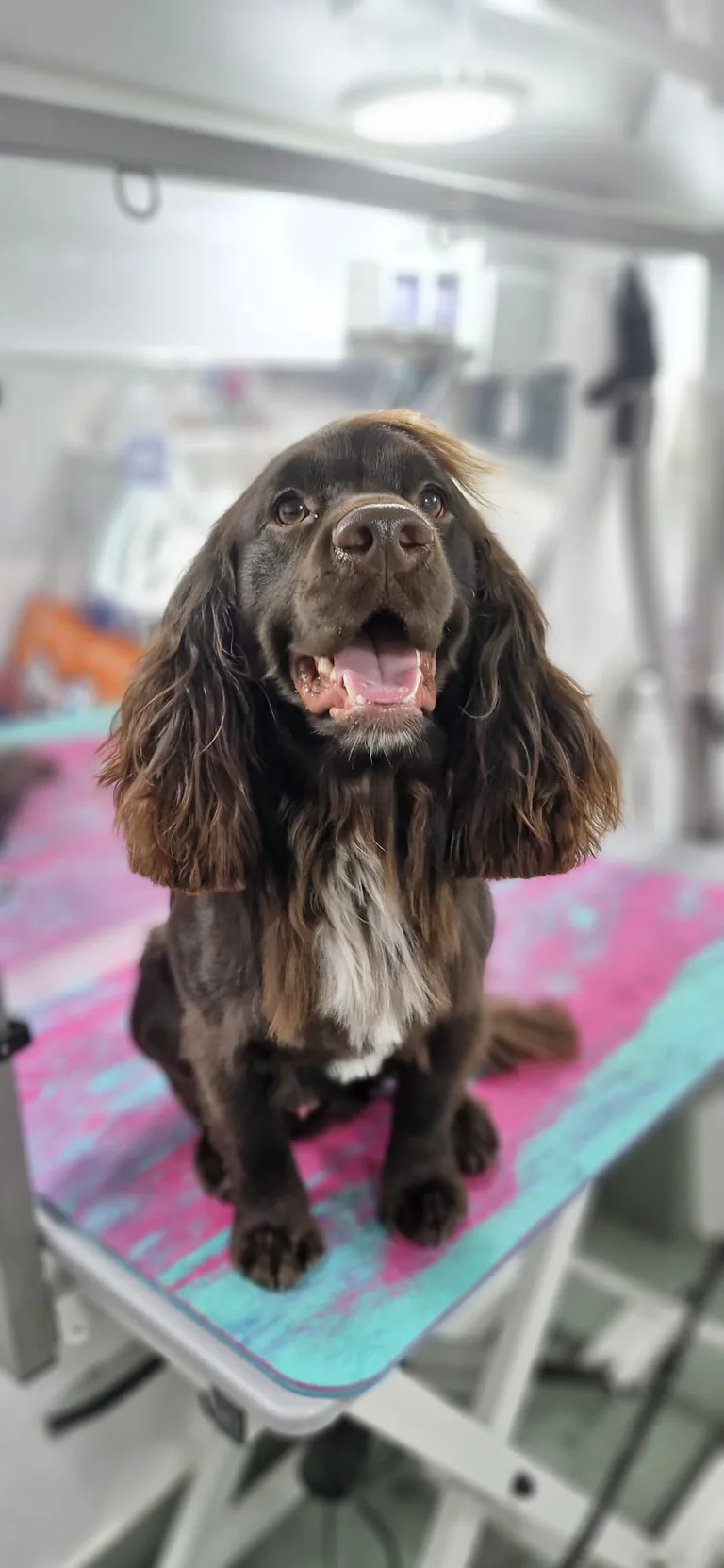 Groomed brown spaniel