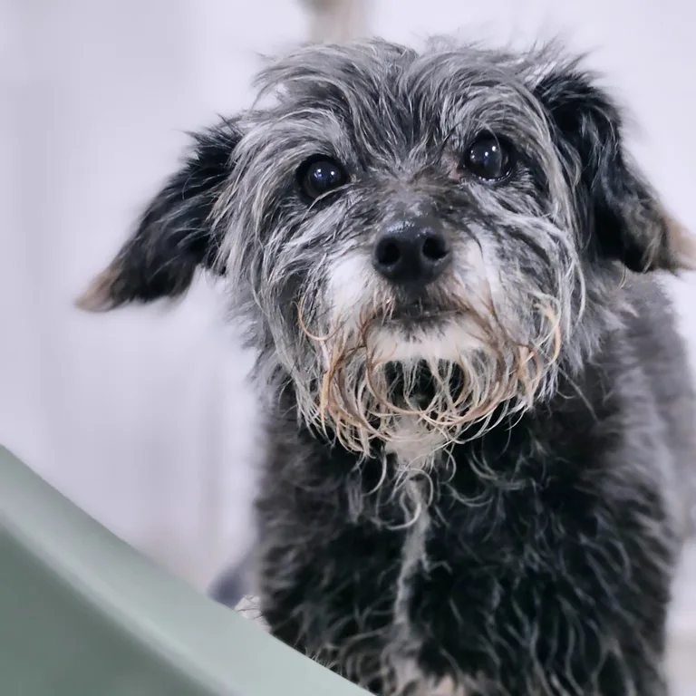 Freshly tidied terrier