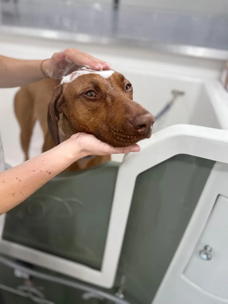Vizsla in the hydro bath